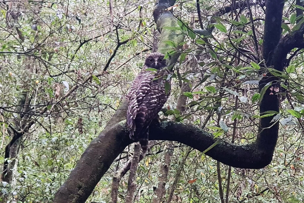 Powerful Owl at Stoney Creek
