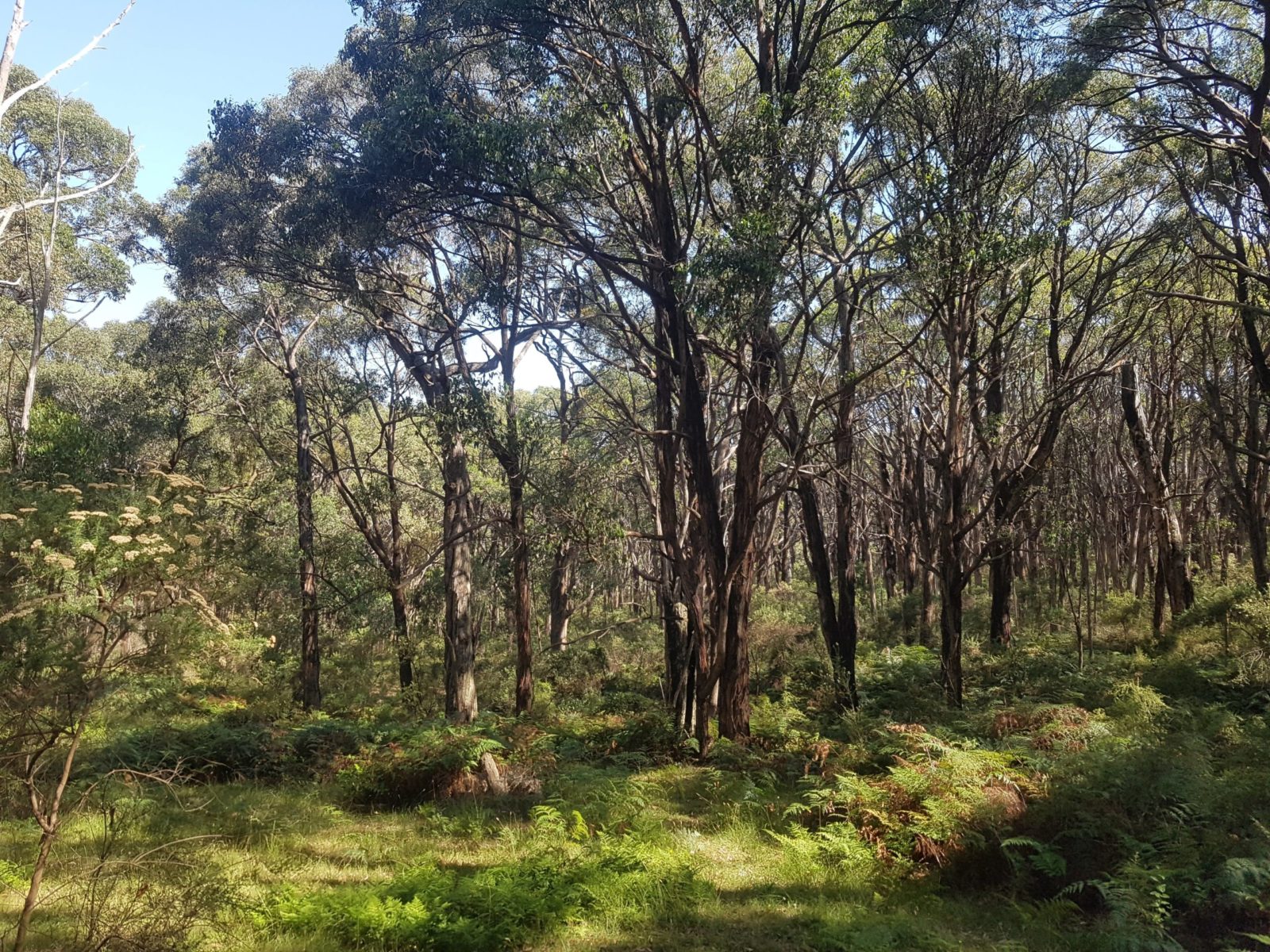 Main Creek Bushwalk with Landcare