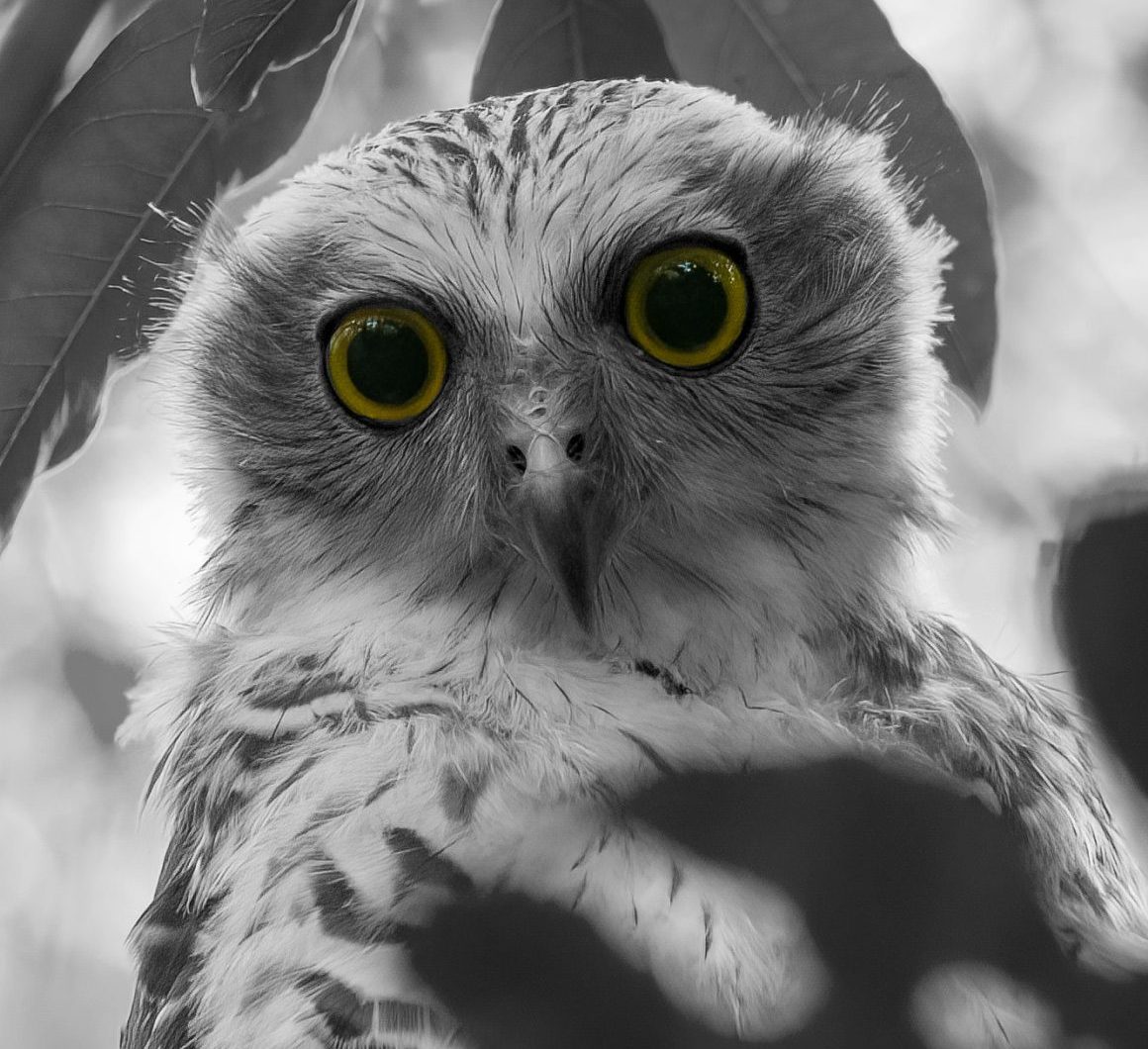 Silent Wings – Art Exhibition